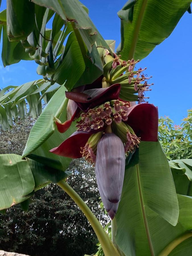 Quinta Da Sobreira Acomodação com café da manhã Salir de Matos Exterior foto
