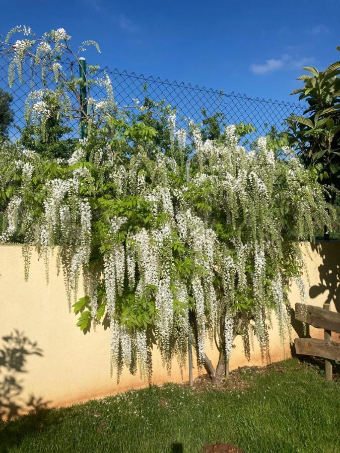 Quinta Da Sobreira Acomodação com café da manhã Salir de Matos Exterior foto